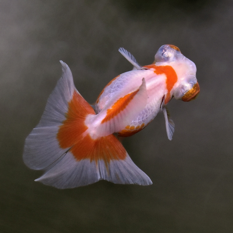 金魚王子】更紗蝶尾 9cm前後 (個体番号：xsw351) 金魚 きんぎょ 生体