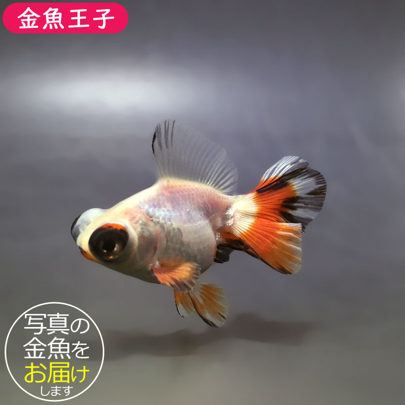 金魚王子】三色蝶尾 7～8cm前後 (個体番号：xsw532) 金魚 きんぎょ