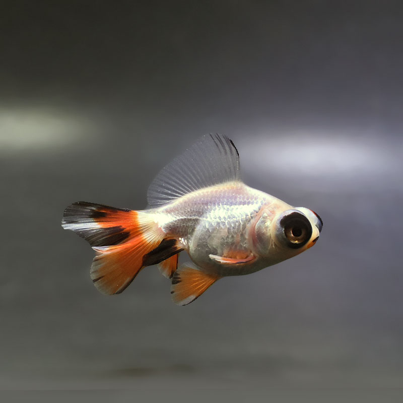 金魚王子】三色蝶尾 7～8cm前後 (個体番号：xsw532) 金魚 きんぎょ