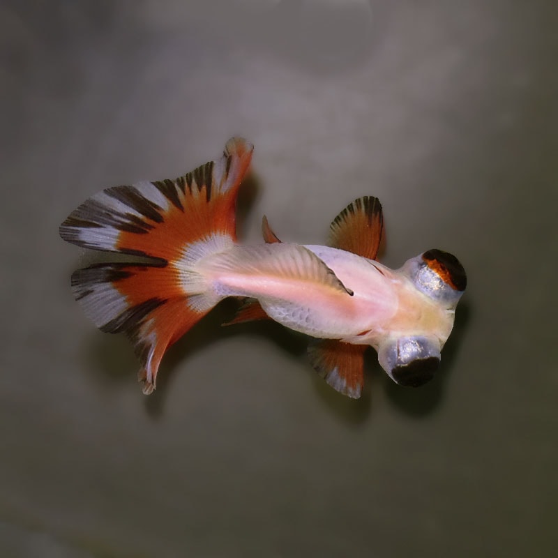 金魚王子】三色蝶尾 7～8cm前後 (個体番号：xsw532) 金魚 きんぎょ