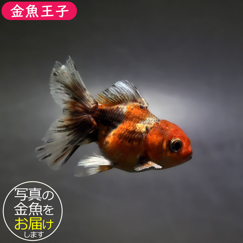 金魚 中国産蝶尾とタイ産トリカラーハーフムーンテールオランダ ショーベタ専門店 よこはま金魚タイ産 トリカラーオランダ 12cm±k1212