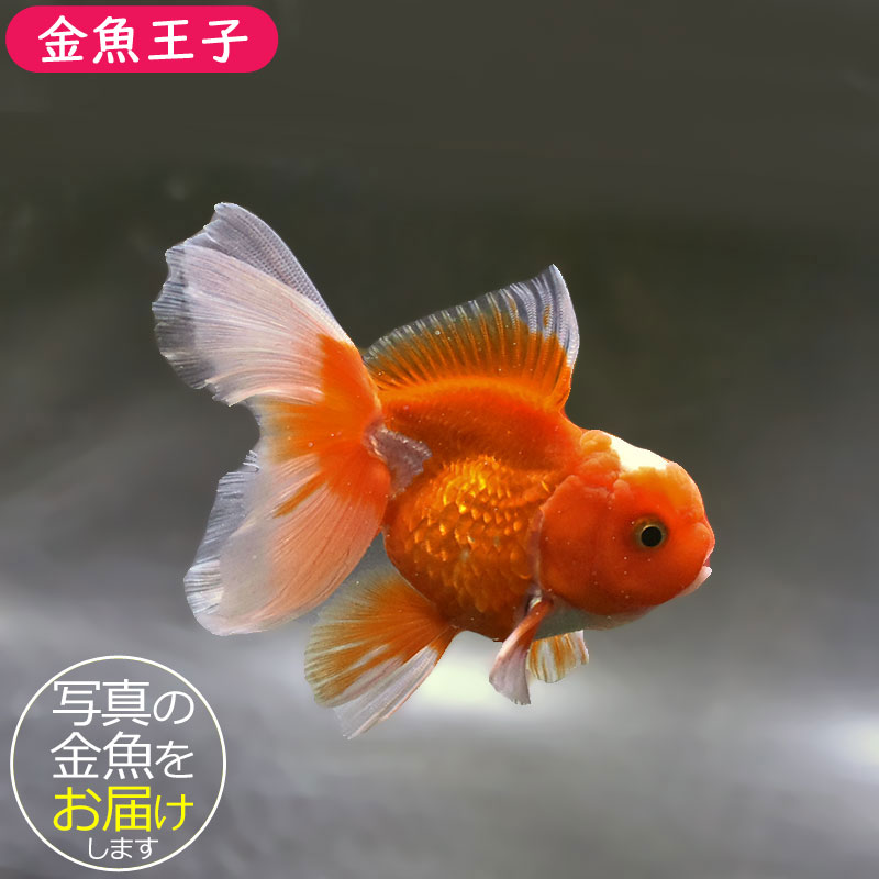 金魚王子】更紗バルーンオランダ 10cm前後 (個体番号：zaq143) 金魚