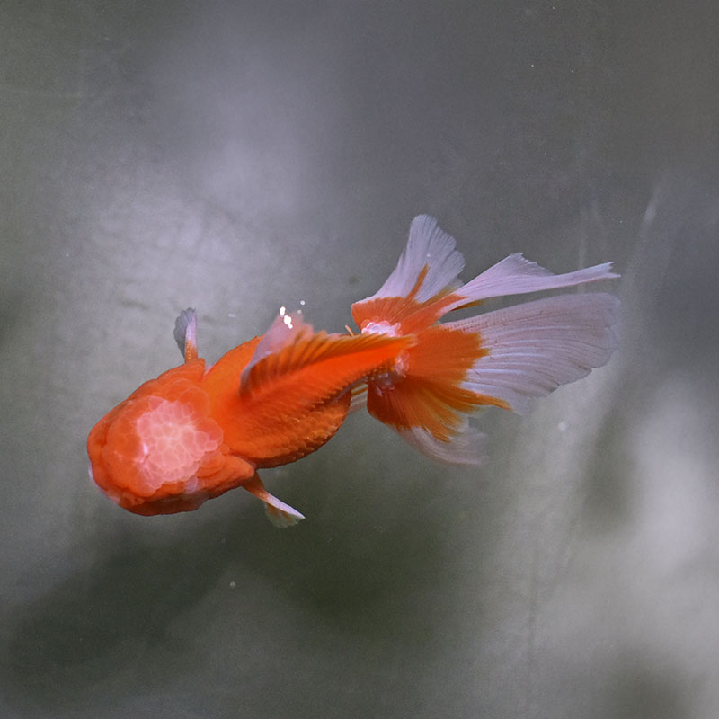 金魚王子】更紗バルーンオランダ 10cm前後 (個体番号：zaq143) 金魚