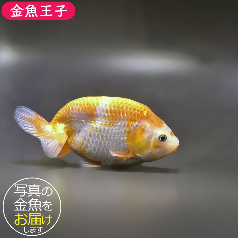 平成の金魚玉　大きいサイズ　最終価格 金魚王子】更紗らんちゅう 9±1cm前後 (個体番号：zaq325) 金魚
