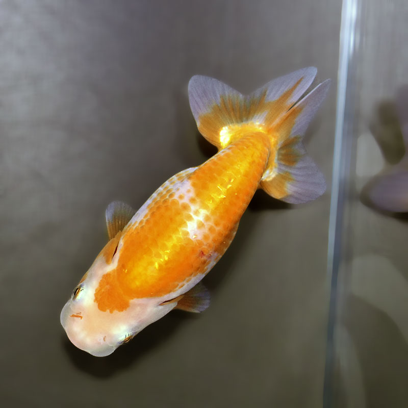 金魚王子】更紗らんちゅう 9±1cm前後 (個体番号：zaq325) 金魚
