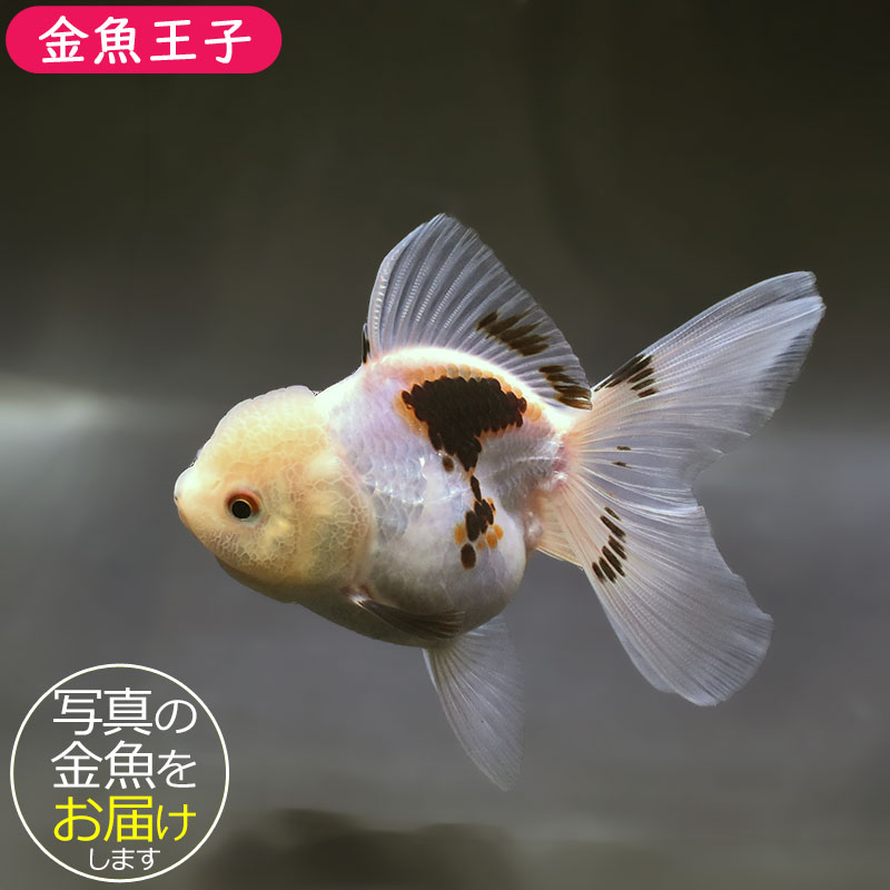 金魚王子】トリカラーオランダ 10±1cm前後 (個体番号：zaq685) 金魚