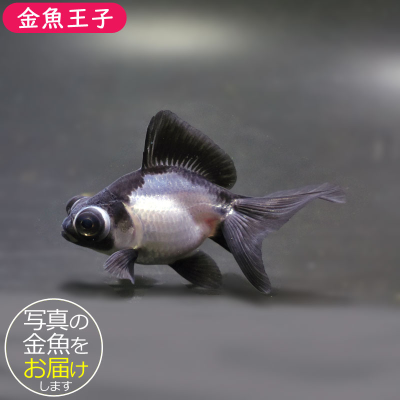 パンダ♡ アドベン30周年のニューバージョンのトートバッグ🐼 ポケットが