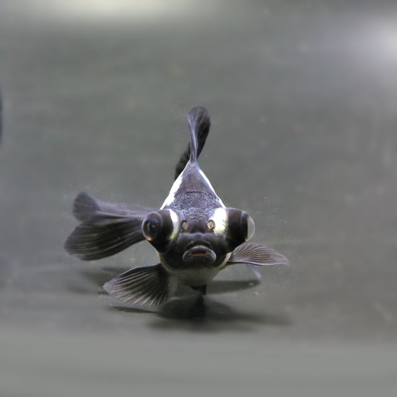 パンダ 村尾6本1800ml パンダ 村尾6本1800ml 村尾 1800ml 箱無し 村尾