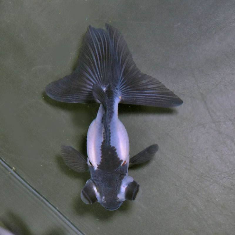 ☆白黒パンダのCOMONO☆ 金魚王子】パンダ（白黒）蝶尾 8±1cm前後 (個体番号：cde614