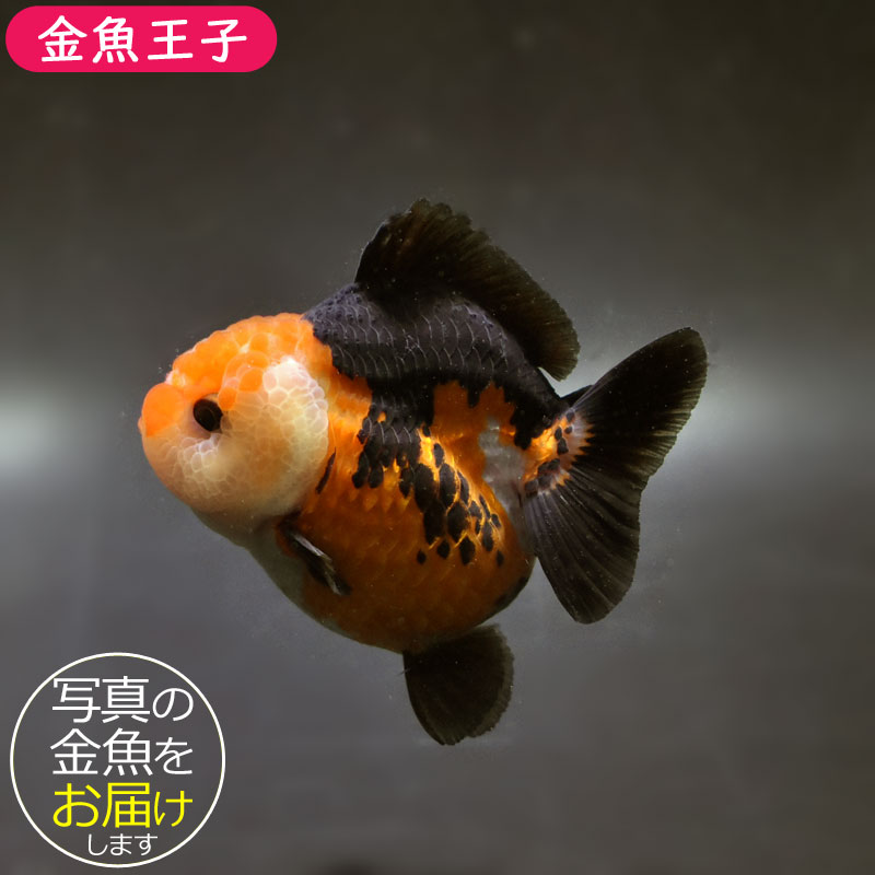 金魚王子】三色ショートテールオランダ 7.5±1cm前後 (個体番号：cde927