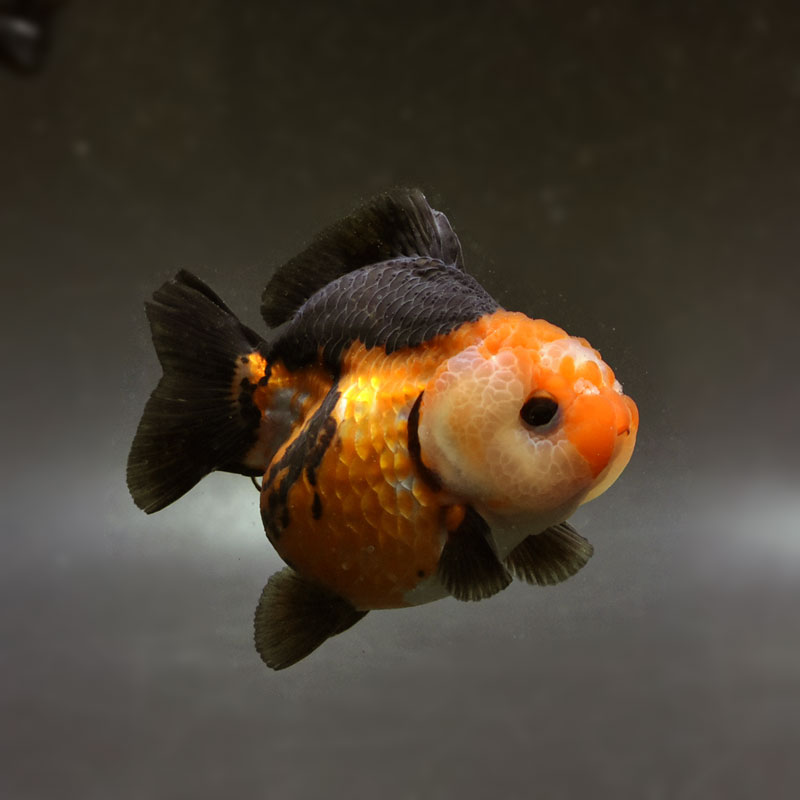 金*魚様 パルプンテ 金魚王子】三色ショートテールオランダ 7.5±1cm前後 (個体番号：cde927