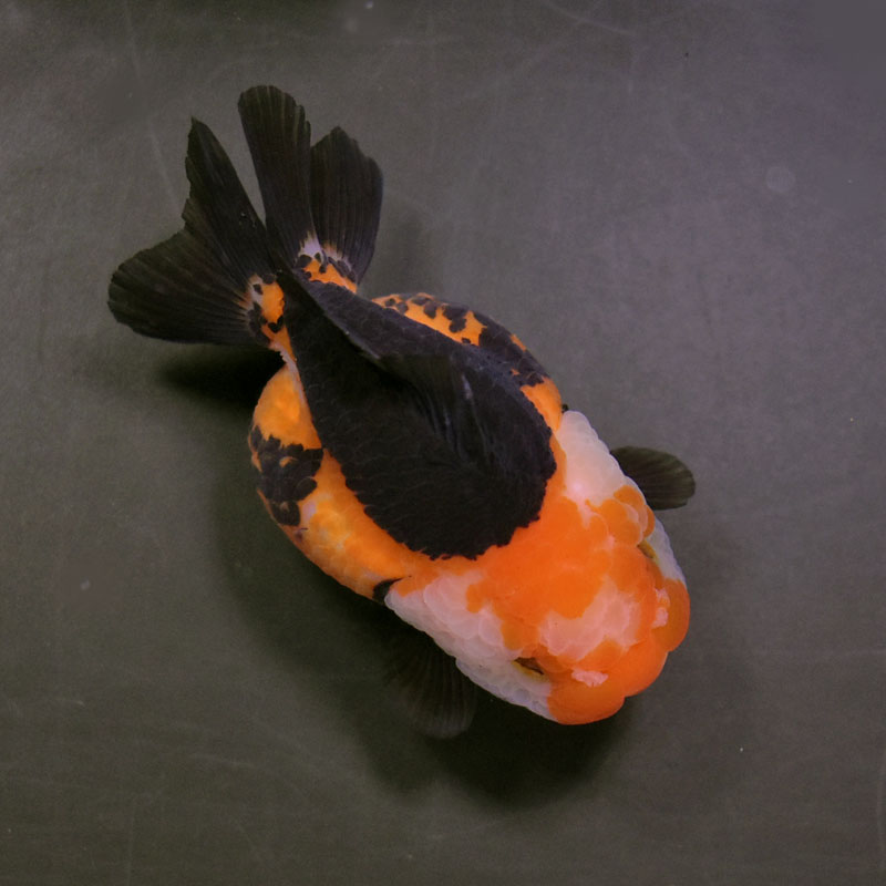 金魚王子】三色ショートテールオランダ 7.5±1cm前後 (個体番号：cde927