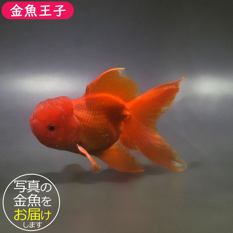 金魚王子】飯田産 更紗オランダ 13cm前後 (個体番号：xsw361) 金魚