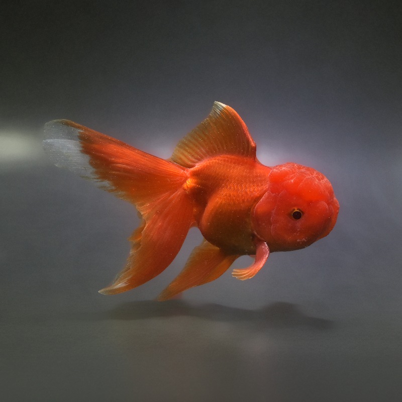 金魚王子】飯田産 更紗オランダ 13cm前後 (個体番号：xsw361) 金魚
