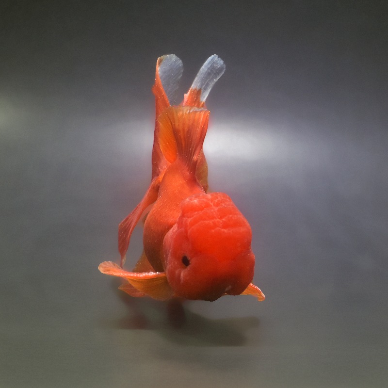 金魚王子】飯田産 更紗オランダ 13cm前後 (個体番号：xsw361) 金魚