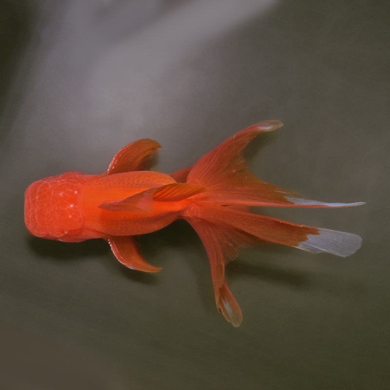 金魚　 金魚王子】飯田産 更紗オランダ 13cm前後 (個体番号：xsw361) 金魚