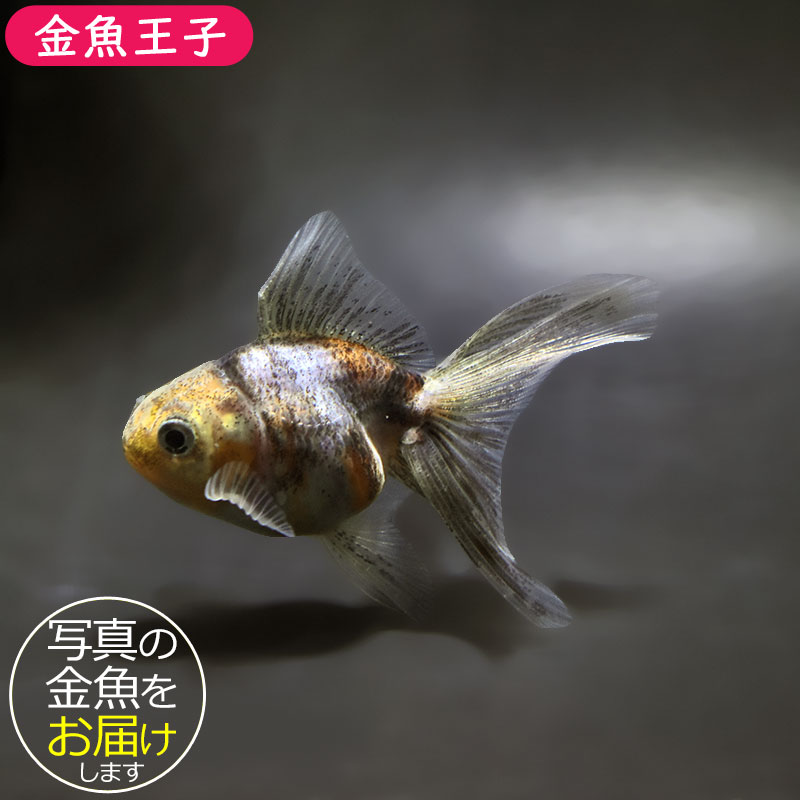 金魚王子】ハーフムーンオランダ 7.5±1cm前後 (個体番号：xsw718) 金魚