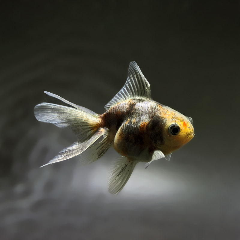 金魚王子】ハーフムーンオランダ 7.5±1cm前後 (個体番号：xsw718) 金魚