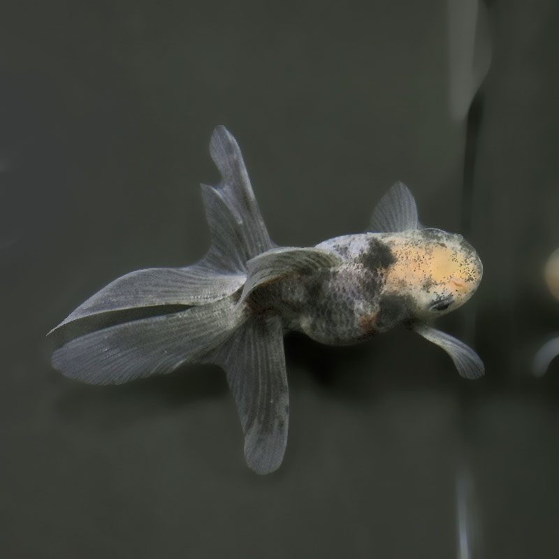 金魚王子】ハーフムーンオランダ 7.5±1cm前後 (個体番号：xsw718) 金魚