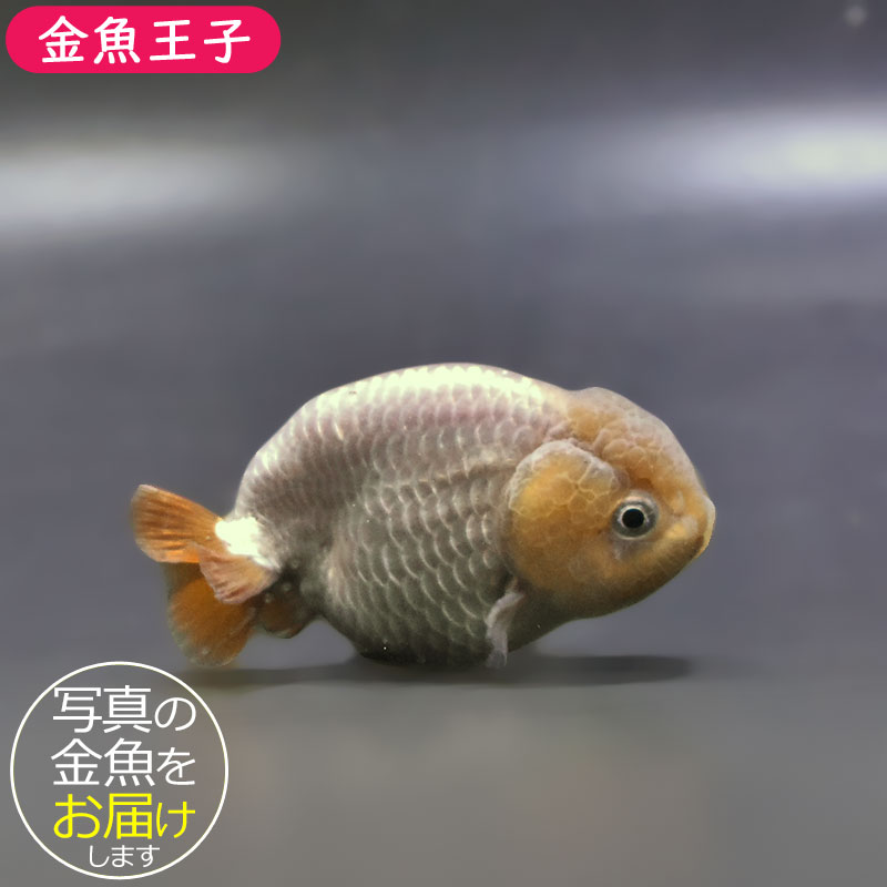 金魚王子】メノウらんちゅう 7～8cm前後 (個体番号：xsw865) 金魚