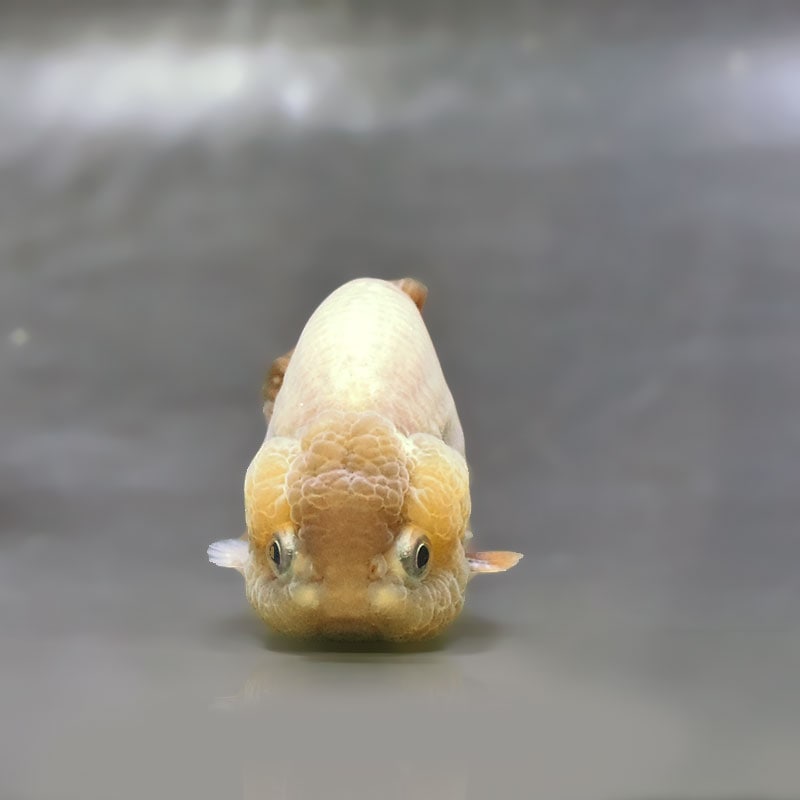 金魚王子】メノウらんちゅう 7～8cm前後 (個体番号：xsw865) 金魚