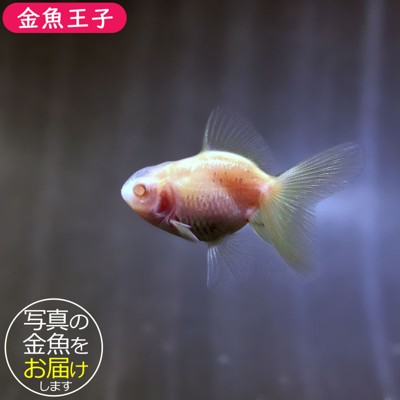 金魚王子】アルビノ朱砂オランダ 5～6cm前後 (個体番号：zaq501) 金魚