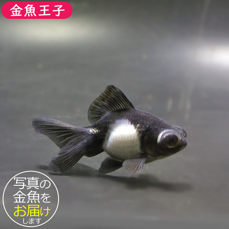 金魚王子】パンダ（白黒）蝶尾 8±1cm前後 (個体番号：cde619) 金魚