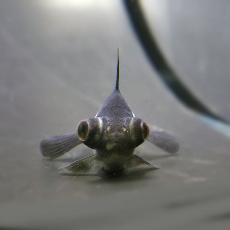 金魚王子】パンダ（白黒）蝶尾 8±1cm前後 (個体番号：cde619) 金魚