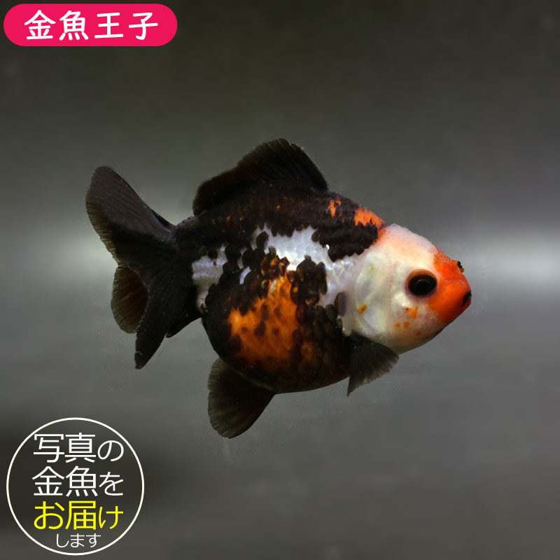 金魚王子】三色ショートテールオランダ 7.5±1cm前後 (個体番号：cde928