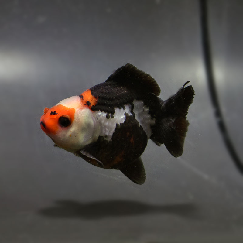 金魚王子】三色ショートテールオランダ 7.5±1cm前後 (個体番号：cde928