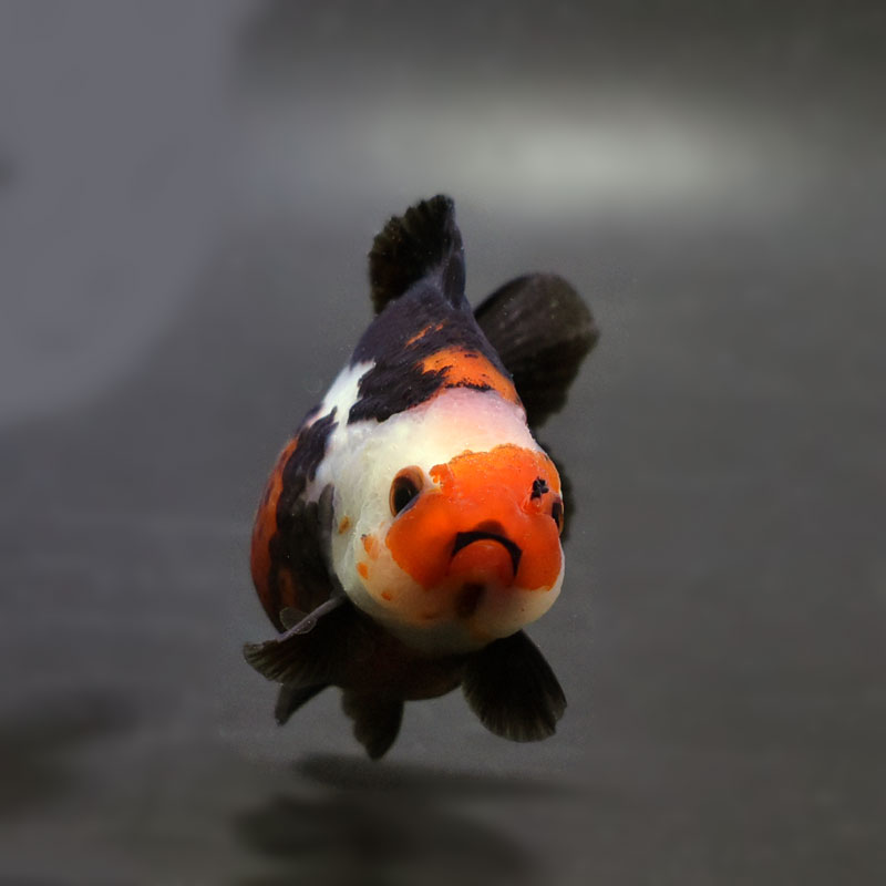 金魚王子】三色ショートテールオランダ 7.5±1cm前後 (個体番号：cde928