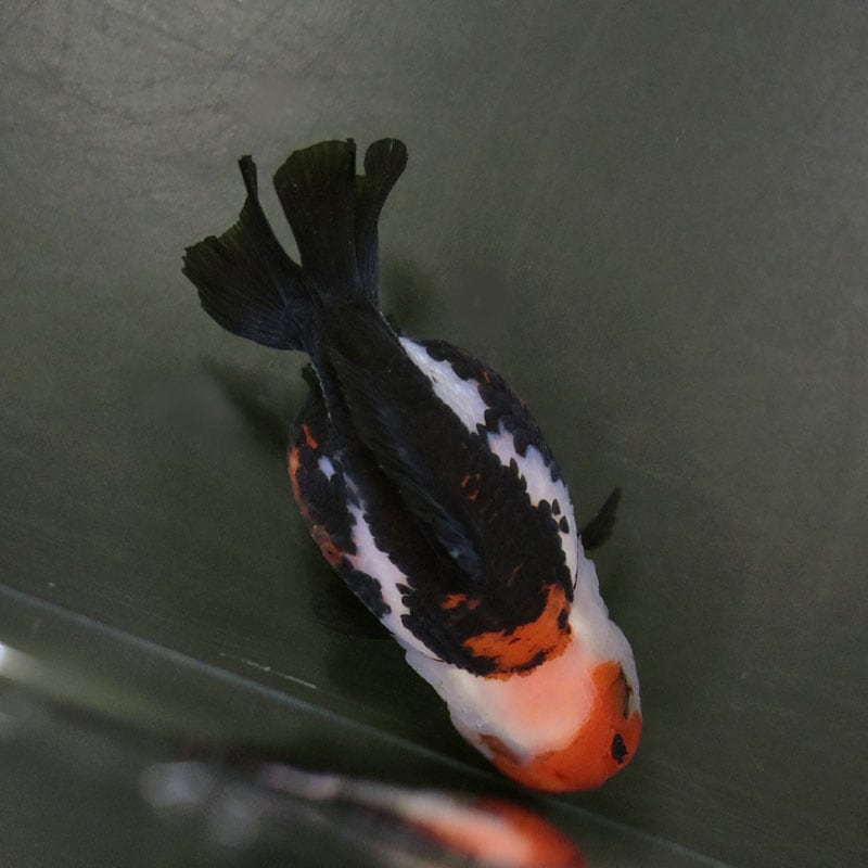 金魚王子】三色ショートテールオランダ 7.5±1cm前後 (個体番号：cde928