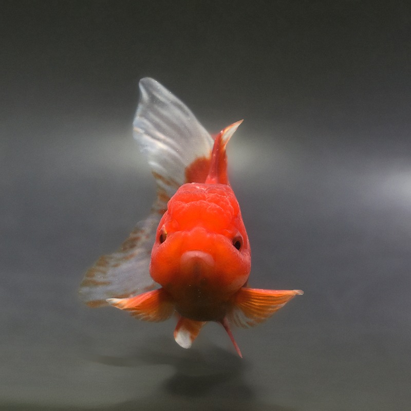 金魚王子】飯田産 更紗オランダ 13cm前後 (個体番号：xsw362) 金魚