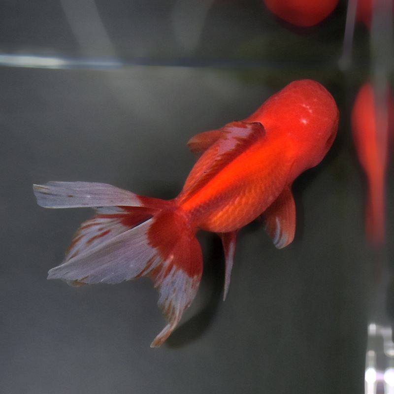 金魚王子】飯田産 更紗オランダ 13cm前後 (個体番号：xsw362) 金魚