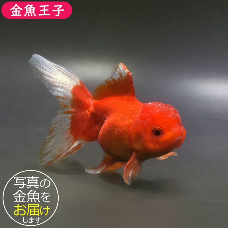 金魚王子】飯田産 更紗オランダ 13cm前後 (個体番号：xsw362) 金魚