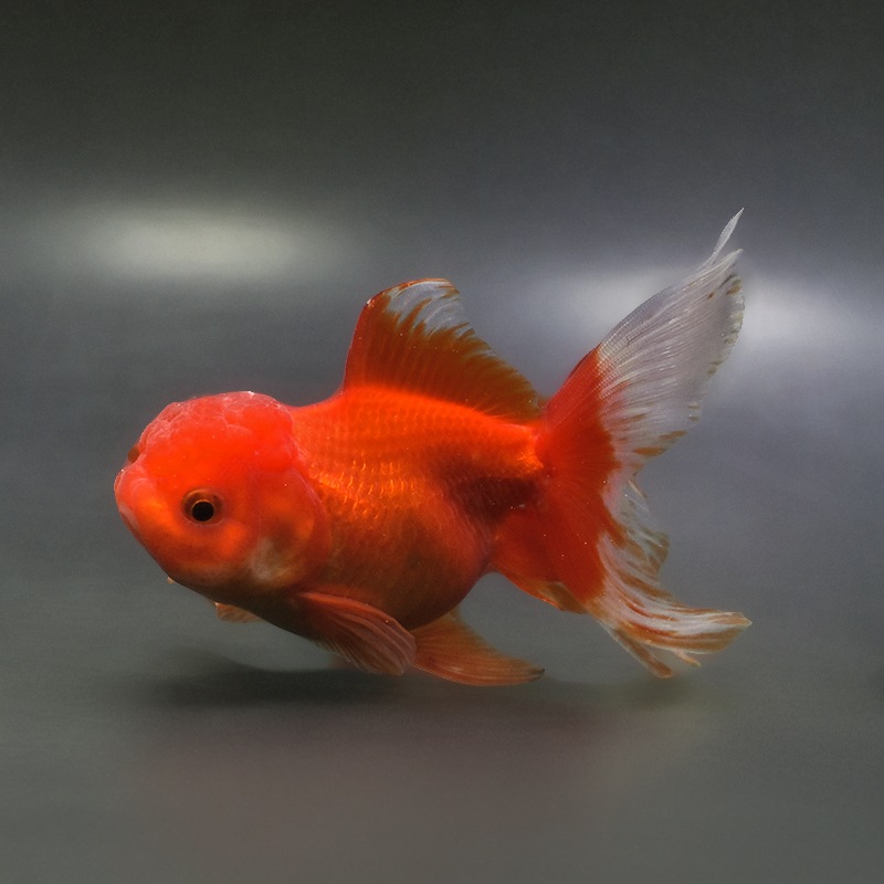 金魚王子】飯田産 更紗オランダ 13cm前後 (個体番号：xsw362) 金魚