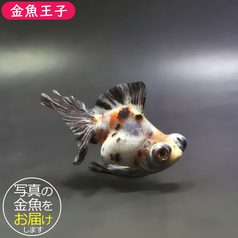 ぎょどん 蝶4頭 金魚王子】三色蝶尾 7～8cm前後 (個体番号：xsw534) 金魚 きんぎょ