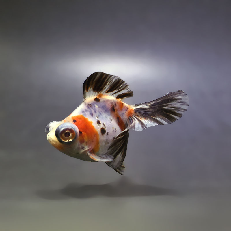 金魚王子】三色蝶尾 7～8cm前後 (個体番号：xsw534) 金魚 きんぎょ