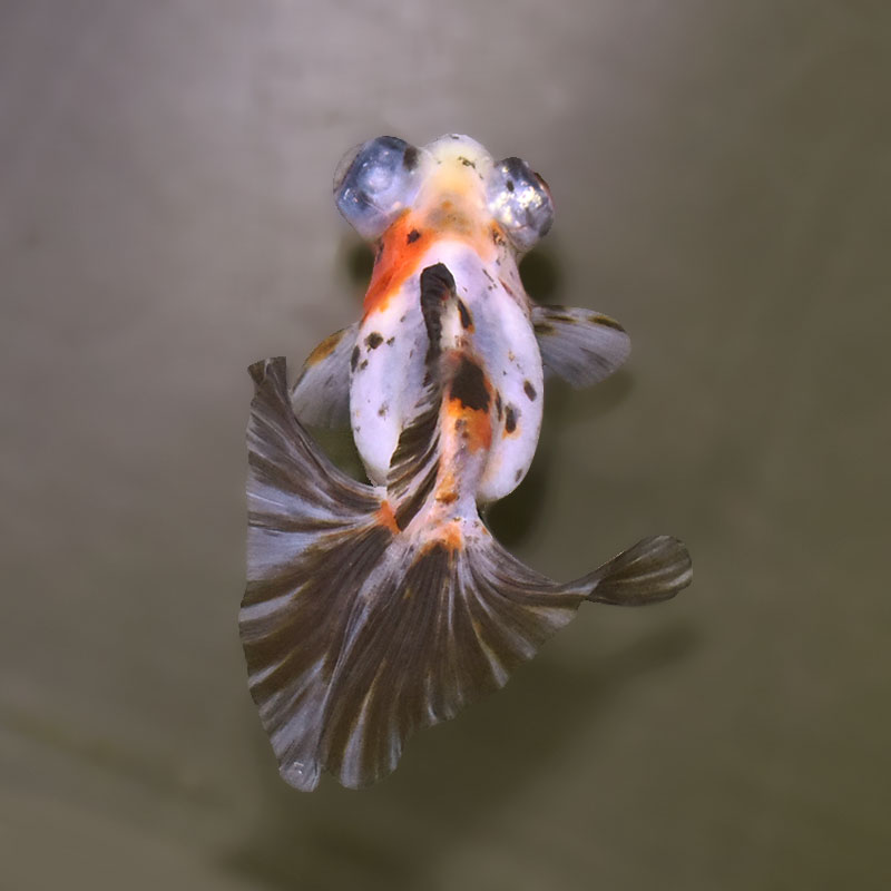 金魚王子】三色蝶尾 7～8cm前後 (個体番号：xsw534) 金魚 きんぎょ
