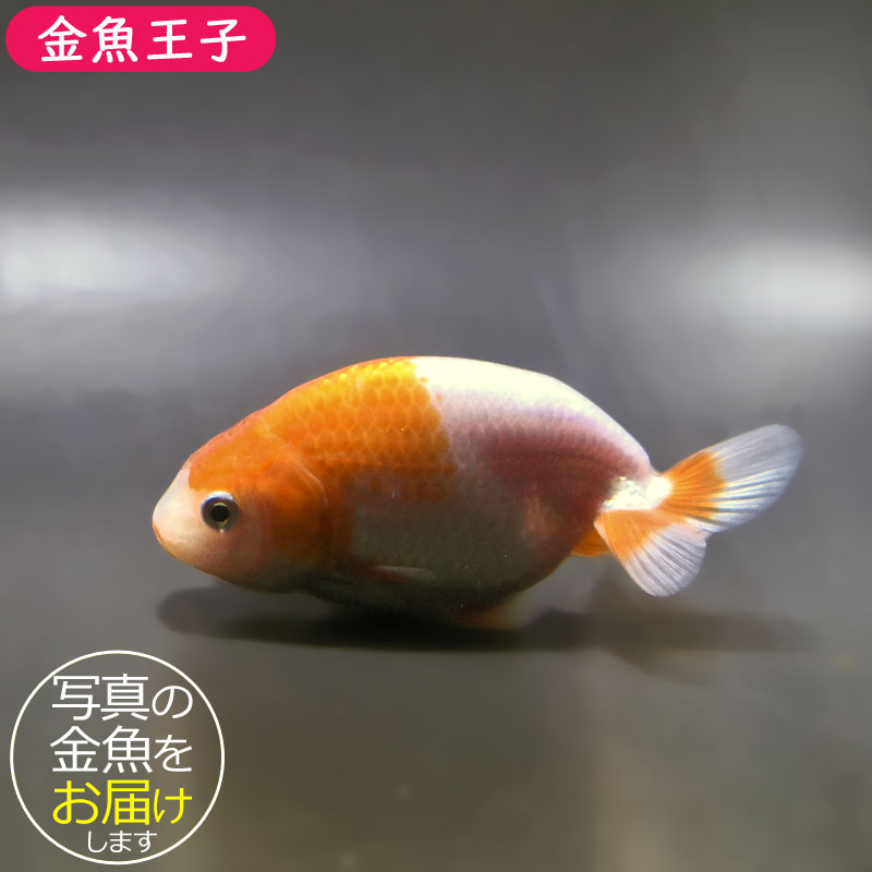 金魚王子】更紗らんちゅう 9±1cm前後 (個体番号：zaq327) 金魚