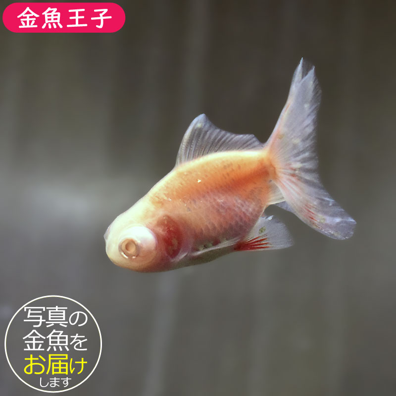 金魚王子】アルビノ朱砂竜眼 5～6cm前後 (個体番号：zaq511) 金魚