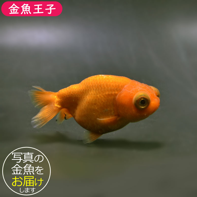 金魚王子】レッド出目らんちゅう 8.5cm前後 (個体番号：cde931) 金魚
