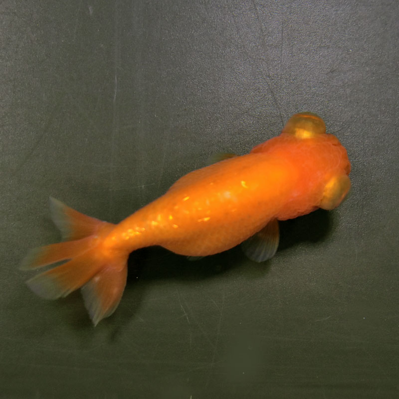 金魚王子】レッド出目らんちゅう 8.5cm前後 (個体番号：cde931) 金魚