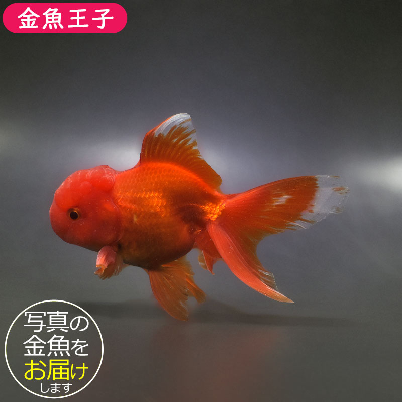 大型金魚。 金魚王子】トリカラーオランダ 9±1cm前後 (個体番号：xsw461) 金魚