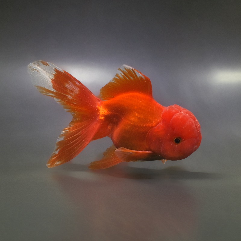 金魚【オランダ】 2026.4.10 桜オランダショートテール v-4 11cm オス 薩摩産