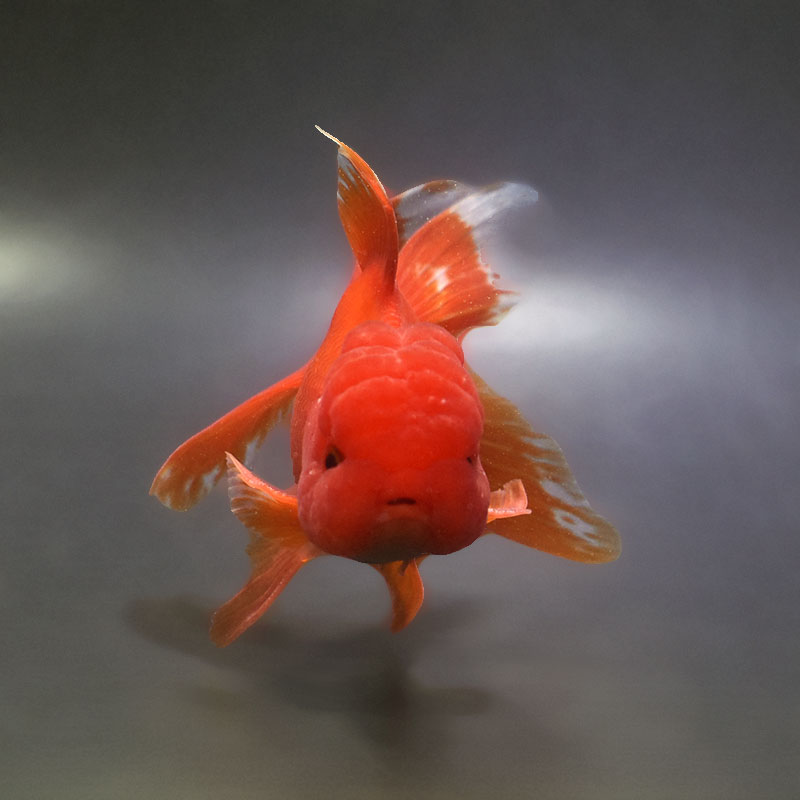 兄弟金魚(飯田さん　サラサオランダ獅子頭) 金魚王子】飯田産 更紗オランダ 13cm前後 (個体番号：xsw363) 金魚