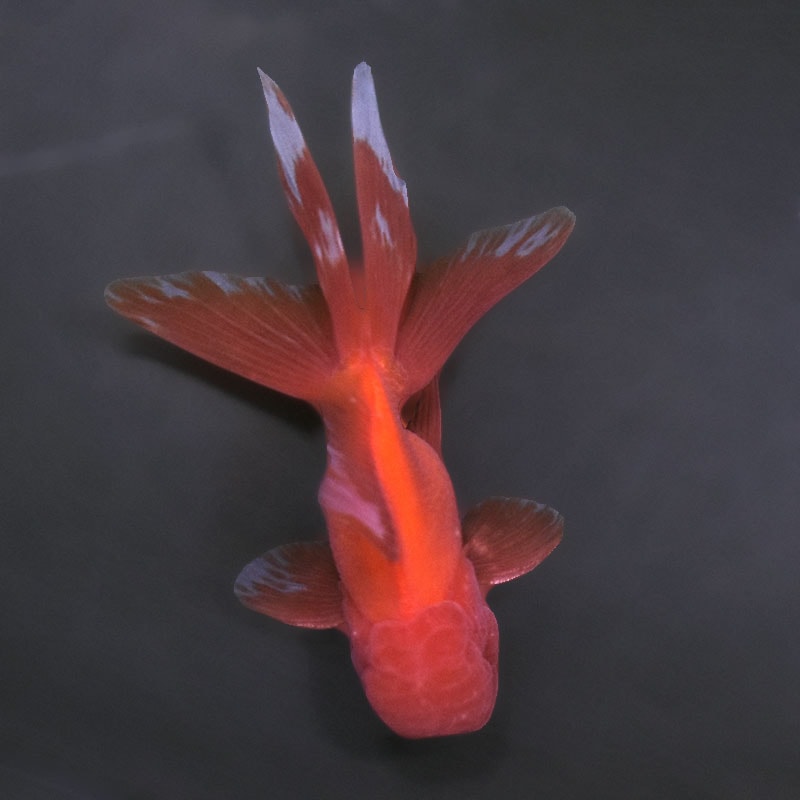 兄弟金魚(飯田さん　サラサオランダ獅子頭) 金魚王子】飯田産 更紗オランダ 13cm前後 (個体番号：xsw363) 金魚