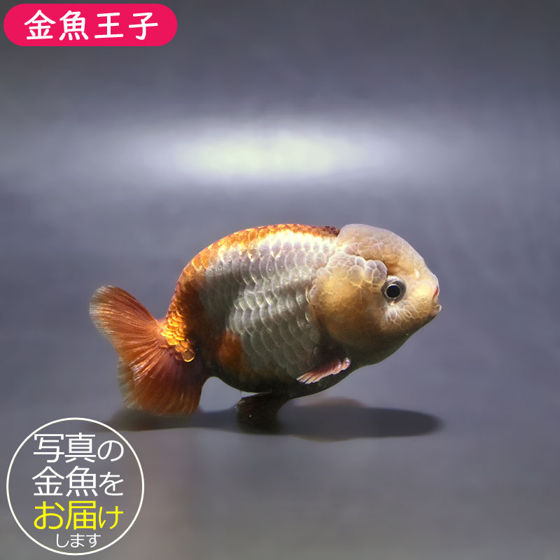 金魚王子】メノウらんちゅう 7～8cm前後 (個体番号：xsw867) 金魚
