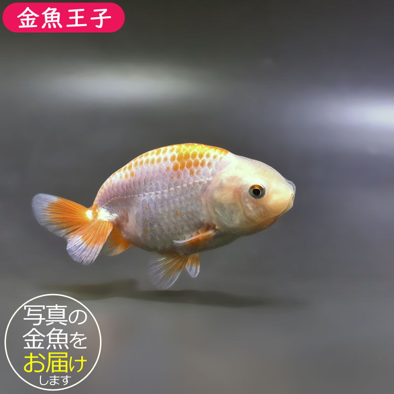 金魚王子】更紗らんちゅう 9±1cm前後 (個体番号：zaq328) 金魚
