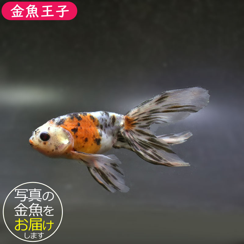 金魚王子】京錦 11cm前後 (個体番号：cde281) 金魚 きんぎょ